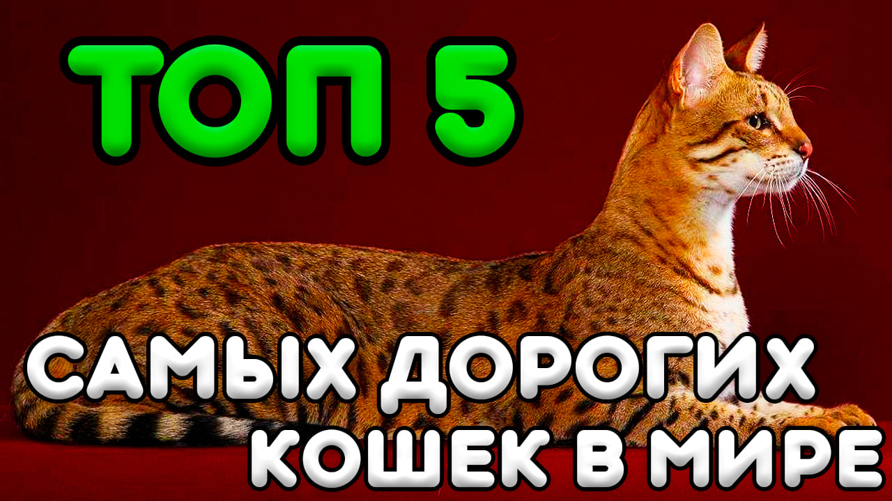 ТОП 5 Самых Дорогих Кошек в Мире