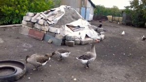 ЗИМНИЙ ДОМ ДЛЯ ГУСЕЙ И ДРУГИХ ПТИЦ ✔