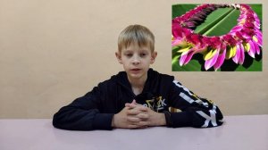 Где? Как? И на чём растут бананы?