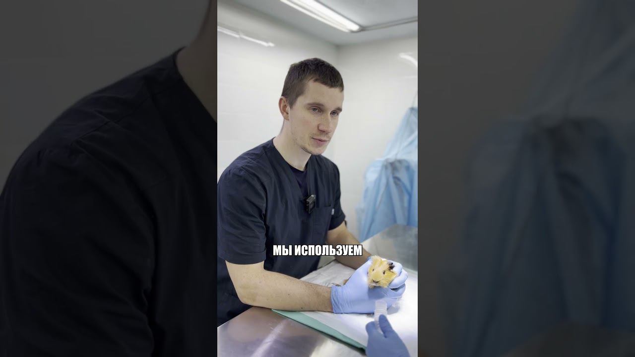 Воспаление матки у морской свинки - деликатная работа #стерилизация #ветеринар #морскаясвинка #матка
