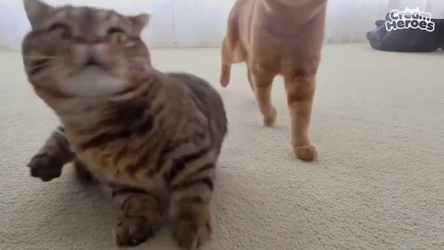 A Day In The Life of LuLu the Cute Kitty смотреть онлайн