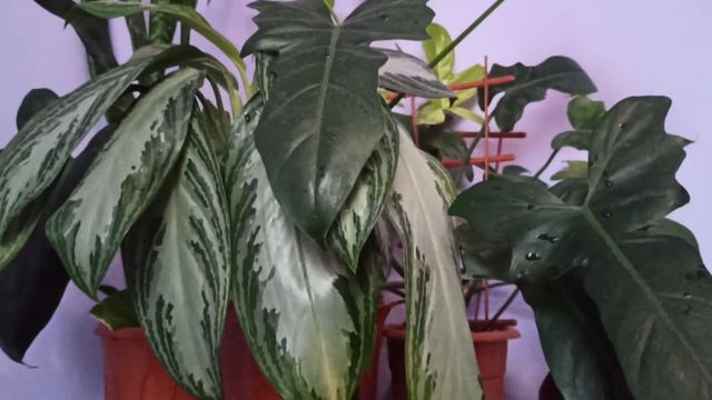 Огляд рослин в моїй кімнаті 🌱 смотреть онлайн