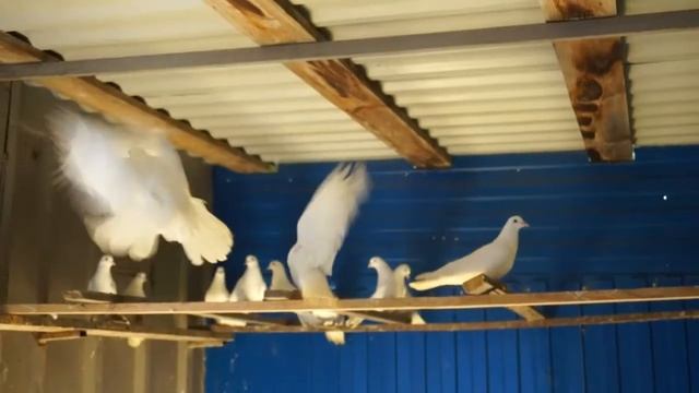 ПРИВЁЗ ГОЛУБЕЙ ИЗ УКРАИНЫ С ЗАПОРОЖСКОЙ ОБЛ. ДЛЯ ЗНАКОМОГО ИЗ САМАРСКОЙ ОБЛ. смотреть онлайн