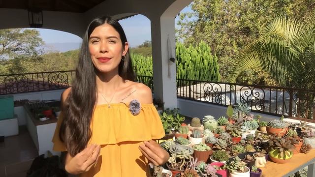 💛 16 Especies de Echeverias con NOMBRES | Con la colaboración de @DiariodePlantas y @Cattuuu смотреть онлайн