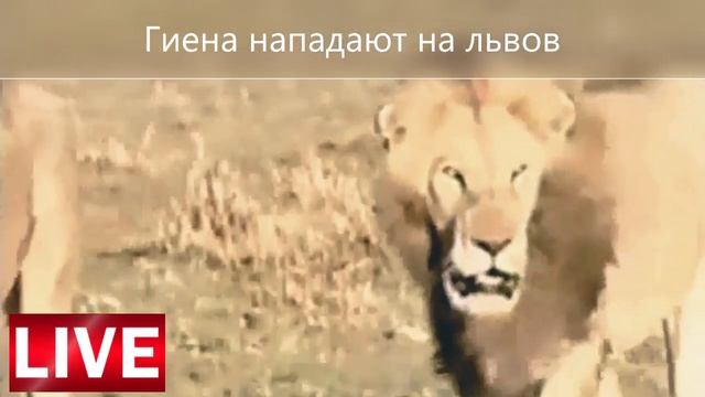 Гиены нападают на львов