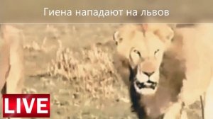 Гиены нападают на львов