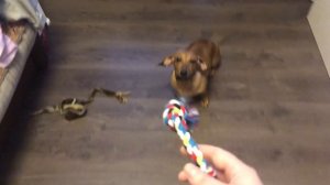 Как научить собаку носить и приносить предметы