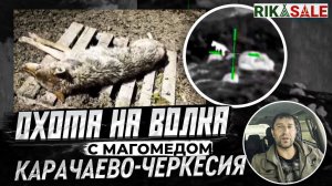 Охота на волков в Карачаево-черкесская республике.