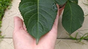 Grafin Cosel гортензия крупнолистная Графиня Коссель 5.06.23