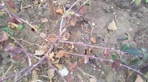 Укрытие Ежевики на зиму.