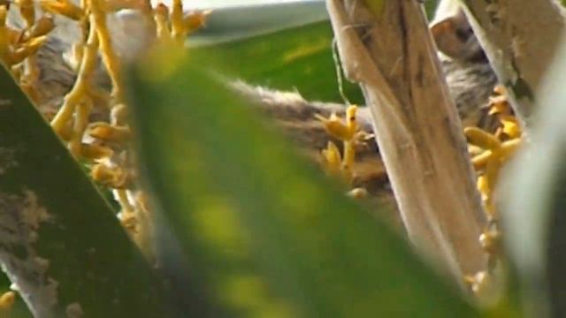 Fuji Film S4800 - Hungry Squirrel смотреть онлайн