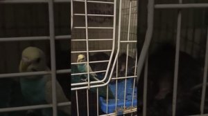 Попугай и шиншилла