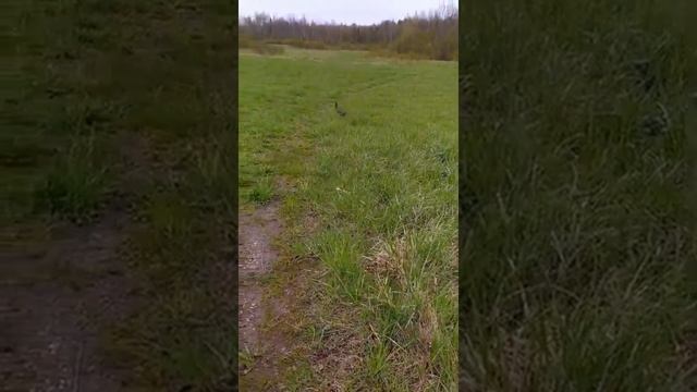 В подтопленном поселке Лесозавод Усть-Кубинского района местные жители спасли зайца