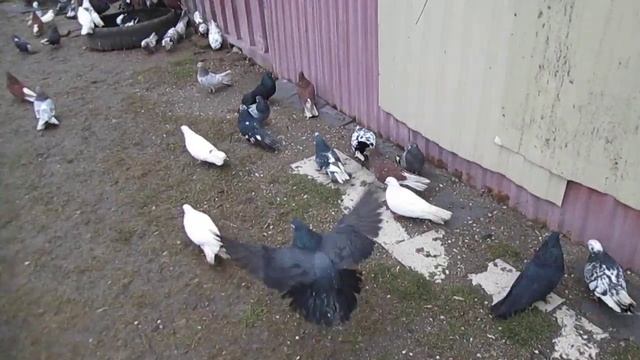 22 февраля Селидово продаются голуби смотреть онлайн