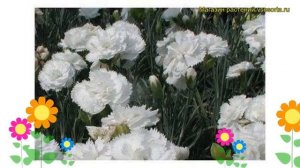 Гвоздика перистая Хейтор Белый. Краткий обзор, описание dianthus plumarius Haytor White