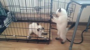 Поединок! Сиамские котята