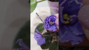 Стандартная фиалочка, ЕК-Голубая кровь. Обзор.