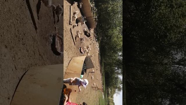 Vlog. Утки едят остатки от рыбы. Глупыши. смотреть онлайн