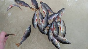 Озеро Волоярви 29.12.2017