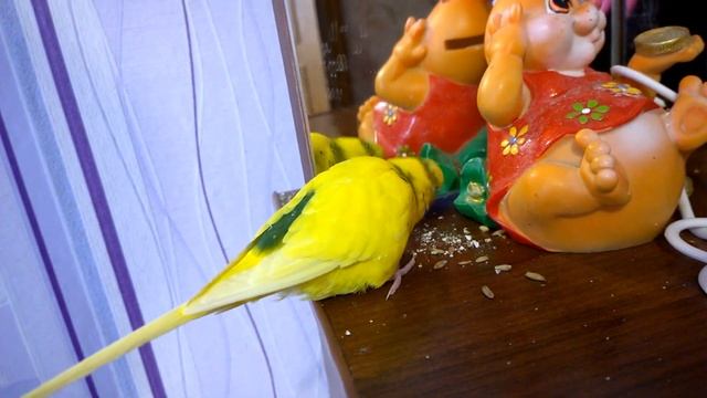 Овес для волнистых попугаев! Можно ли овес попугаям? Уход и содержание волнистых попугаев. #Parrot смотреть онлайн