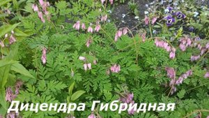 ЦВЕТЫ -АГРЕССОРЫ МОЕГО САДА но я их просто обожаю,люблю и наслаждаюсь их цветением с весны до осени