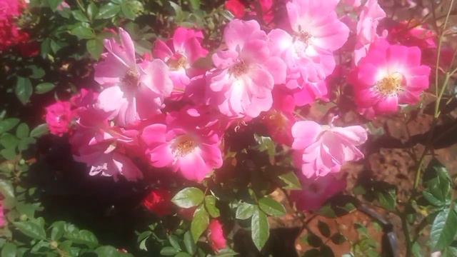 #Lavender Dream Rose#Sale смотреть онлайн