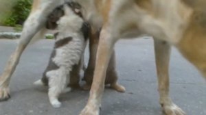 Щенки стоя сосут из груди а собака до последнего терпит