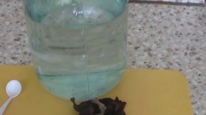 Выращивание  Инфузории "Живой пыли".