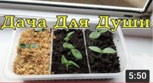 СЕКРЕТ хорошей рассады ОГУРЦОВ!!! Эксперимент по грунтам: это нужно видеть ?