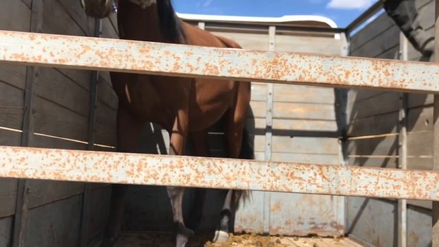 Обучение лошади.ч 1 смотреть онлайн