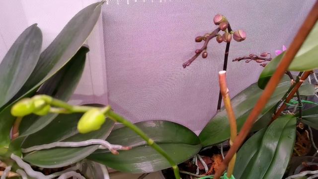 Воскресные истории моих орхидей. смотреть онлайн