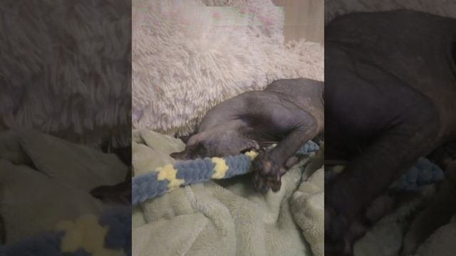 Мои домашние животные :﹥