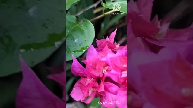 #bougainvillea #flowers #pink #bloom