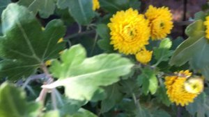 Бал хризантем в саду.Начало цветения #хризантемы #октябрь 2021