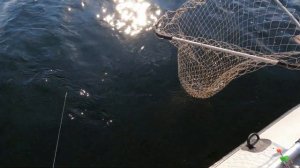 Ловля леща на кольцо!) Отличное открытие сезона!Ловля леща в июле