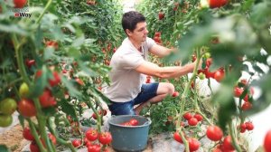 Помидоры с ума сходят от этой аптечной подкормки! Подкормка рассады томатов аспирином!