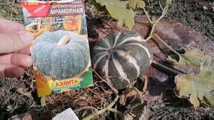 Тыква  крупноплодная Мраморная  - теория и мой результат