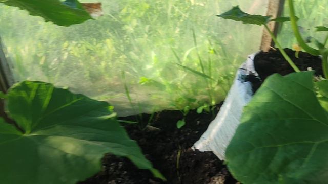 ОГУРЧИК ПЕРВЫЙ, ЗАПОЗДАЛЫЙ! смотреть онлайн