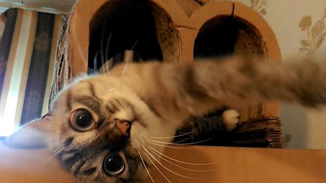 Глубокие мысли кота о хозяевах | Profound cats thoughts about the hosts смотреть онлайн