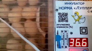 Идеальная инкубация индюков Хайбрид Конвектор и Биг-6 от яйца до индюшонка!