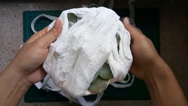 Plant Raffle Giveaways | First time in Life winning | Laulindsayana смотреть онлайн