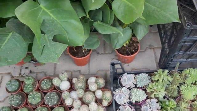 Bostanlı Çiçek Festivali Sonunda Açıldı Çiçek Sevenler İçin Kaçırmayın! #2 смотреть онлайн