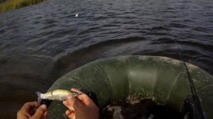 Megabass i-Slide 135В.5 щук за 6 проводок и 20 минут.Pike Fishing.