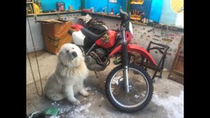 Покупка Honda XR250