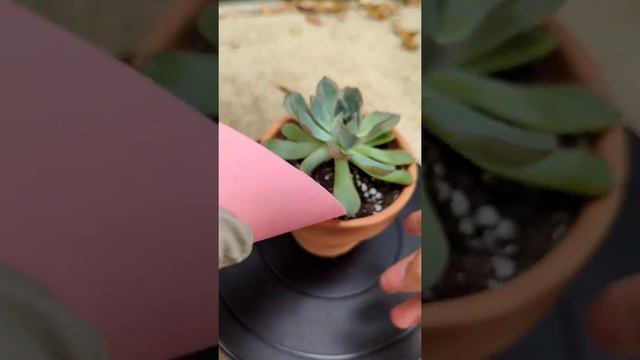 Repotting Echeveria Pulidonis #huongharmonhome #huongharmon #succulents #echeveria #repotting