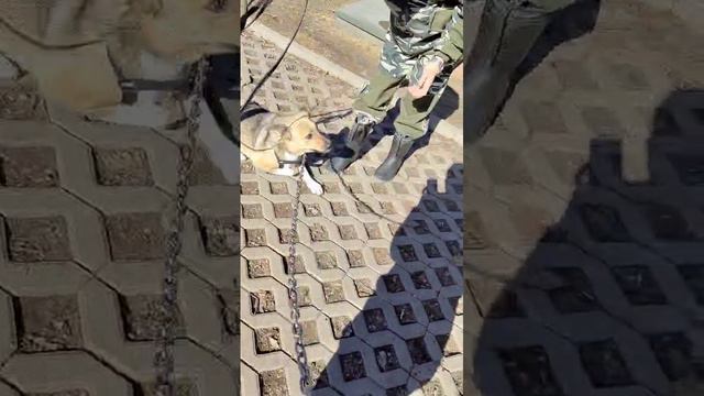 Ласточка 310324