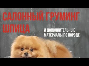 Салонный груминг шпица. Отрывок из МК
