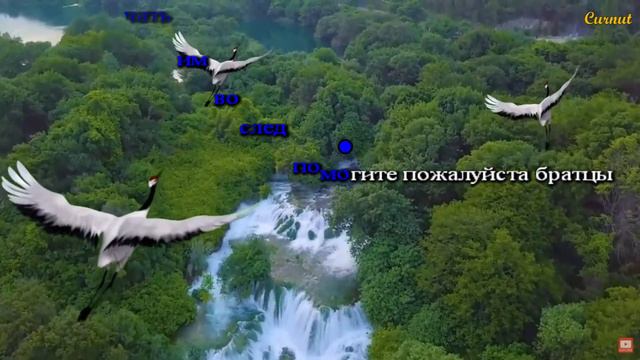 Formatia Curnut Группа Курнуц - Журави далеко далеко журавли улетели курнуц