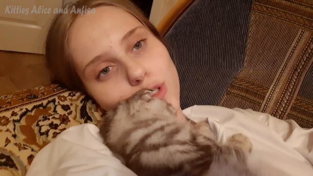 Маленький шотландский КОТЁНОК сладко СПИТ на мне ? Киса Анфиса смотреть онлайн