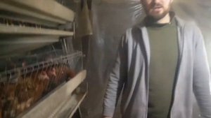 Корм для несушек Ломан Браун. Проблемы...